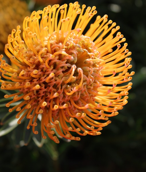 Pincushion Peach Ayoba Pincushion Proteas and Leucadendrons Flowers by category Sierra